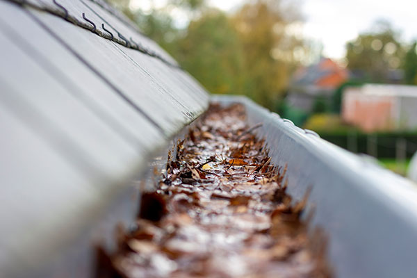 Gutter Cleaning Services